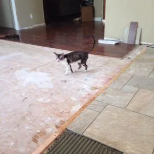 Stone-look floor tile being installed next to wood flooring, with a cat walking through