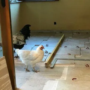 Stone floor tile being laid out in a room under renovation, with two chickens looking on