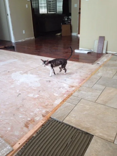 Stone-look floor tile being installed next to wood flooring, with a cat walking through